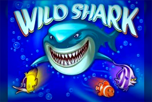 Wild Shark